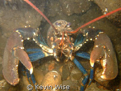 Lobster taken at South Gare west end of Coatham Sands nea... by Kevin Wise 